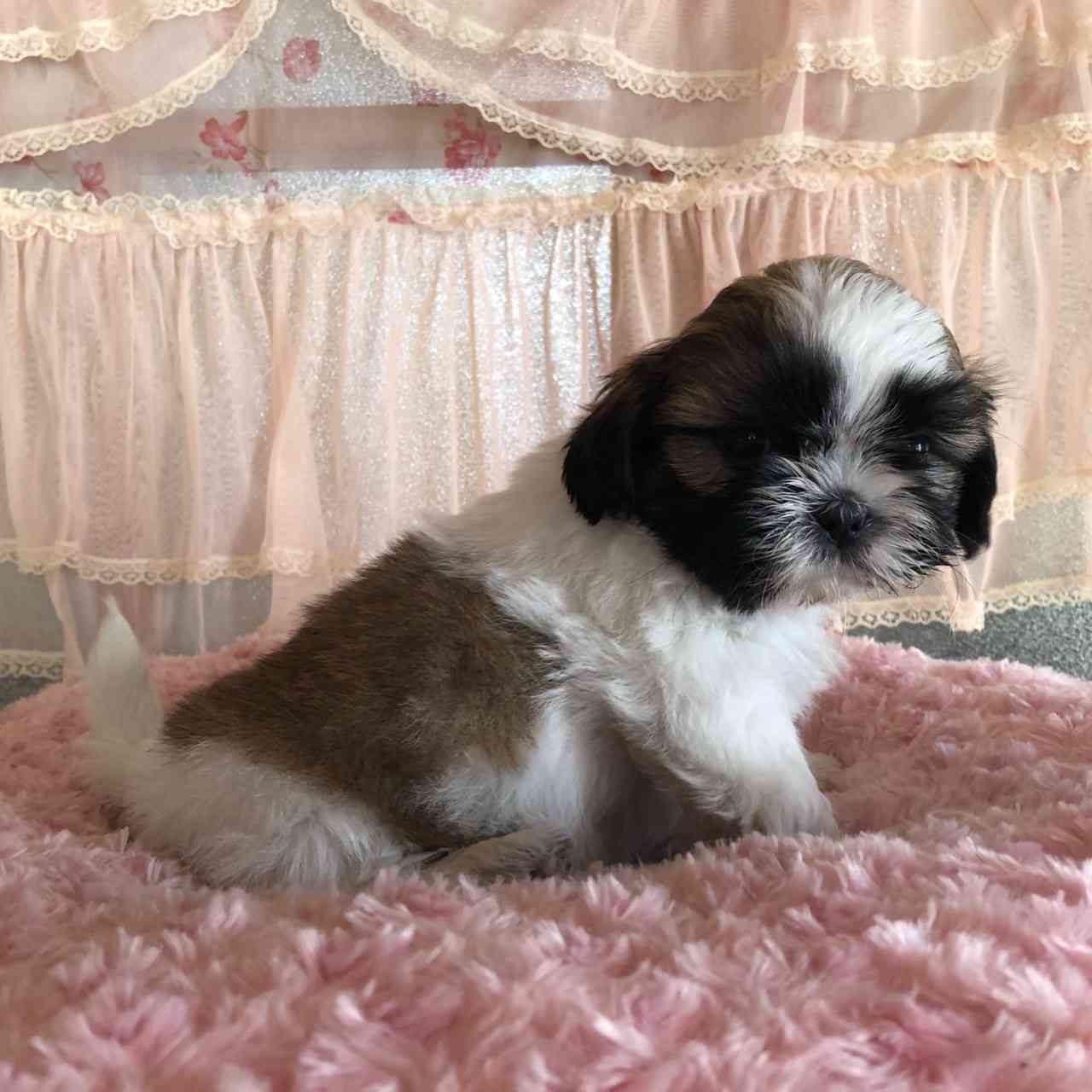 シーズー3月15日生まれ 長男くん シーズーブリーダー子犬販売 Misterluna