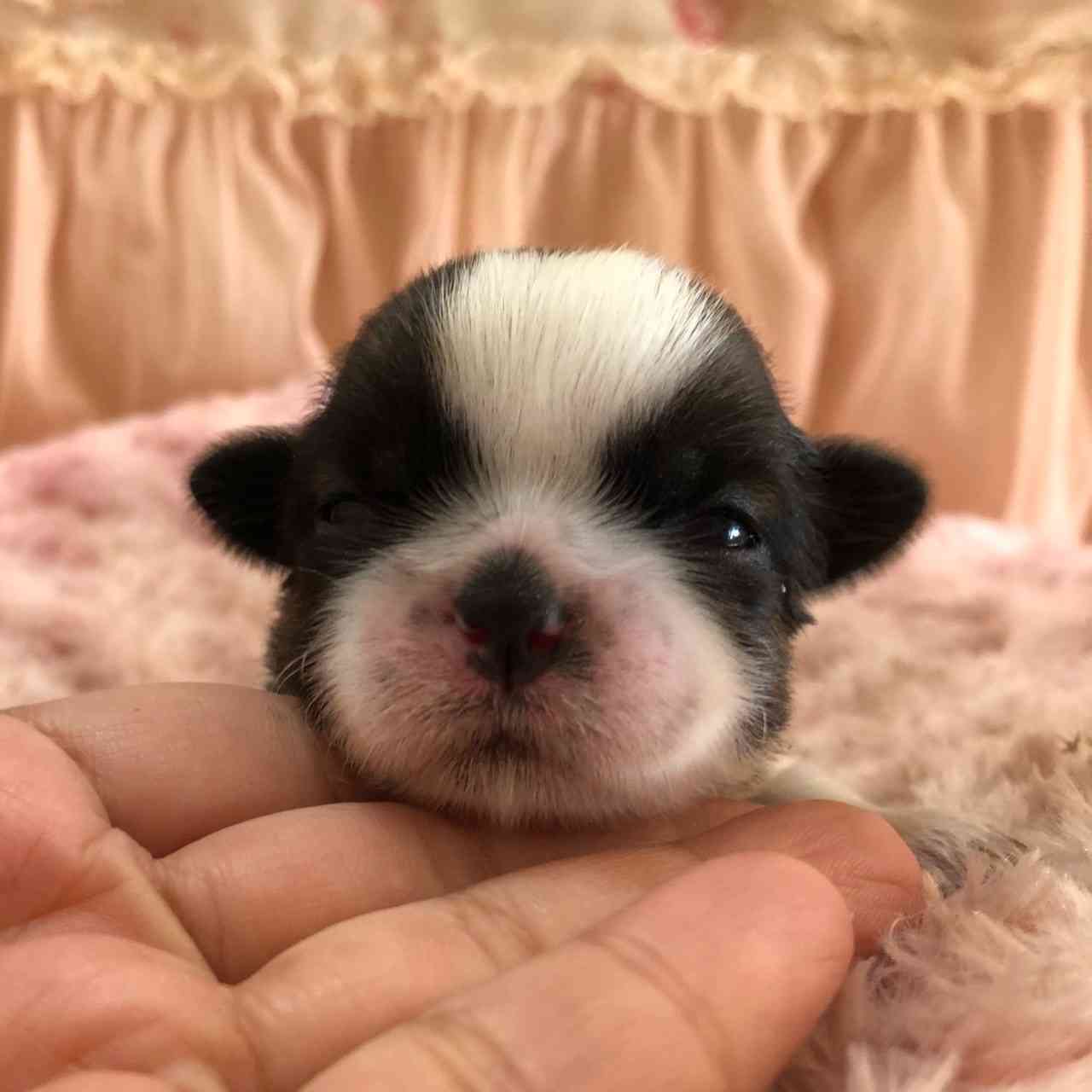 シーズー 11月29日生まれ 長女ちゃん シーズーブリーダー子犬販売 Misterluna