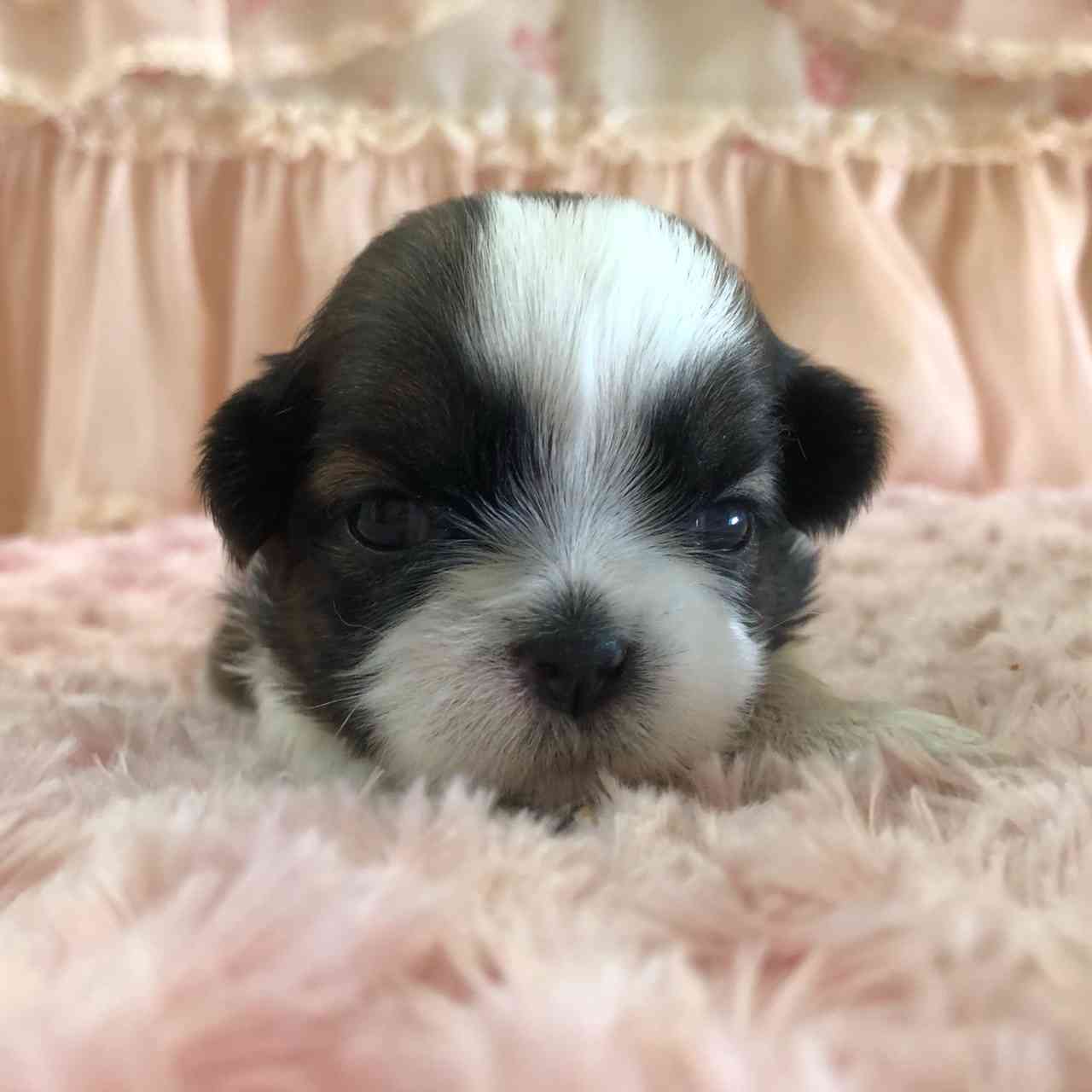 シーズー 11月29日生まれ 長女ちゃん シーズーブリーダー子犬販売 Misterluna