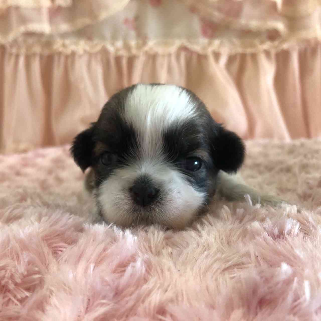 シーズー 11月29日生まれ 長女ちゃん シーズーブリーダー子犬販売 Misterluna