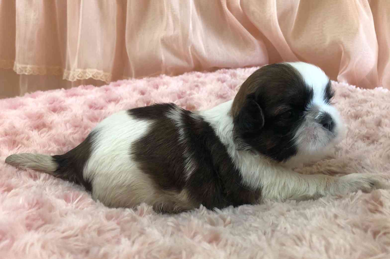 シーズー 11月29日生まれ 長女ちゃん シーズーブリーダー子犬販売 Misterluna