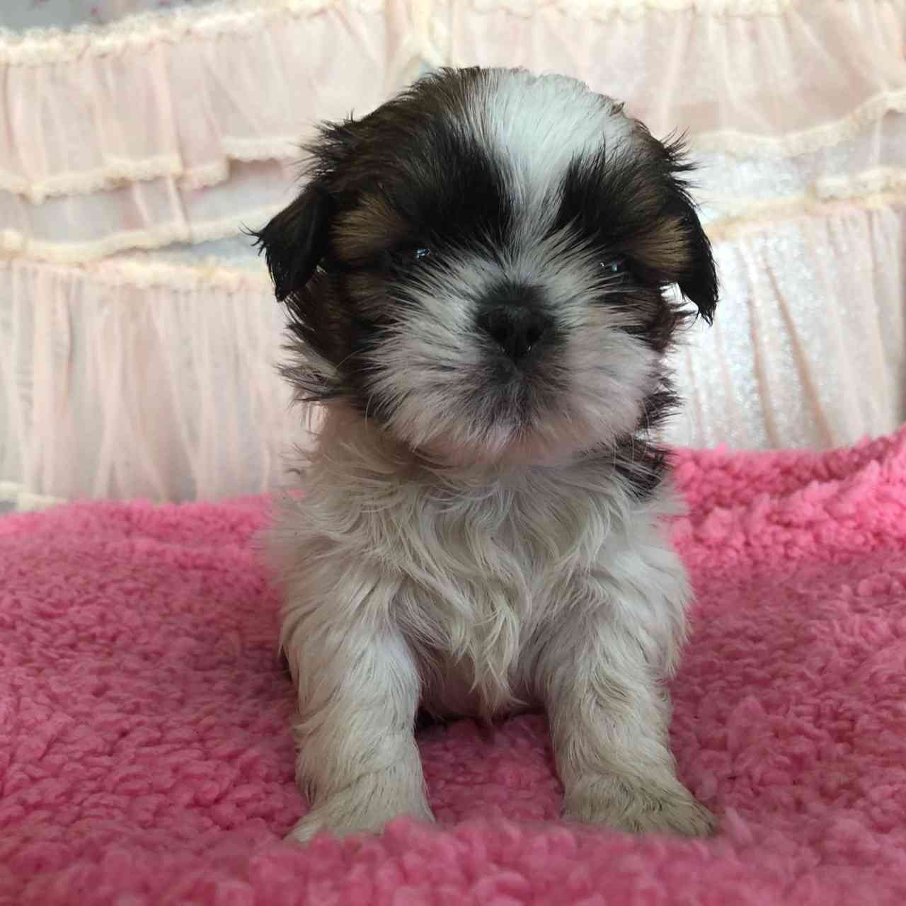 シーズー 11月29日生まれ 長女ちゃん シーズーブリーダー子犬販売 Misterluna