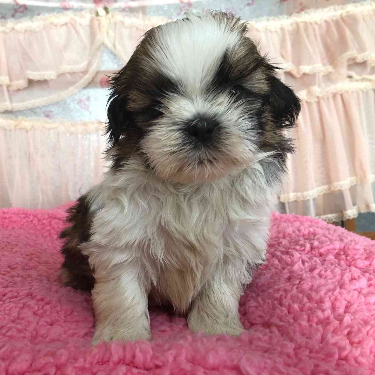 シーズー12月15日生まれ 長男くん シーズーブリーダー子犬販売 Misterluna