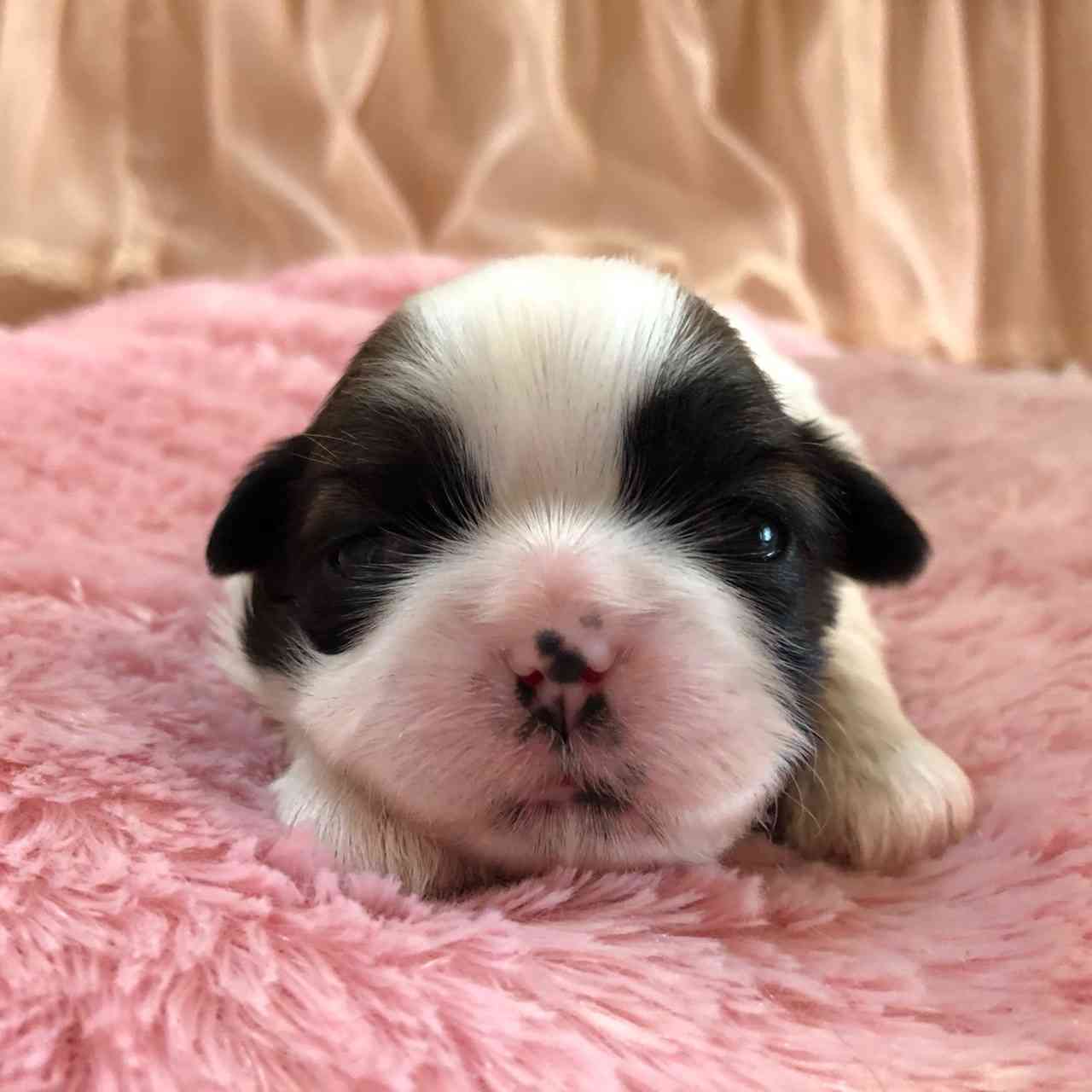 シーズー 4月12日生まれ 三女ちゃん シーズーブリーダー子犬販売 Misterluna