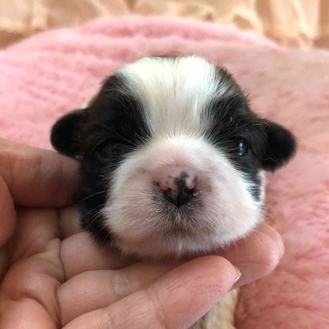 シーズー 4月12日生まれ 次女ちゃん シーズーブリーダー子犬販売 Misterluna