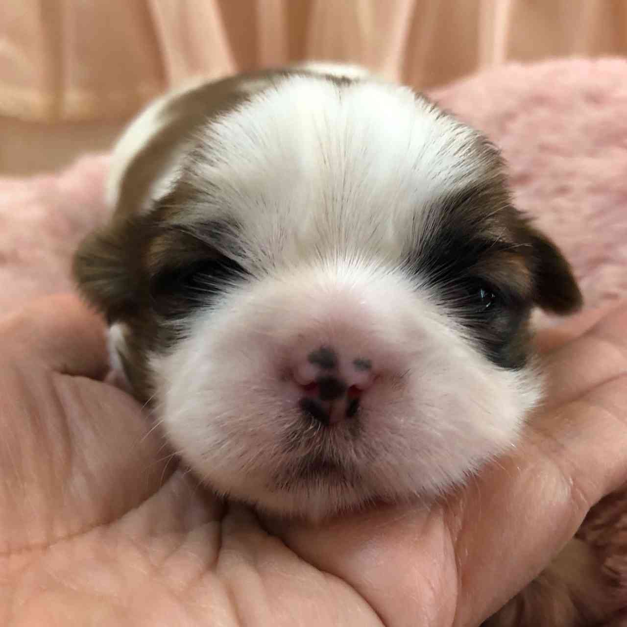 シーズー 4月12日生まれ 長女ちゃん シーズーブリーダー子犬販売 Misterluna