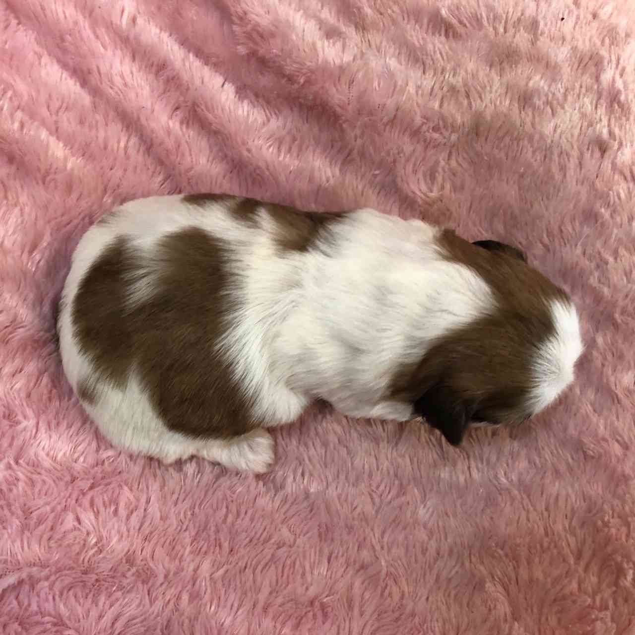 シーズー 4月12日生まれ 長女ちゃん シーズーブリーダー子犬販売 Misterluna