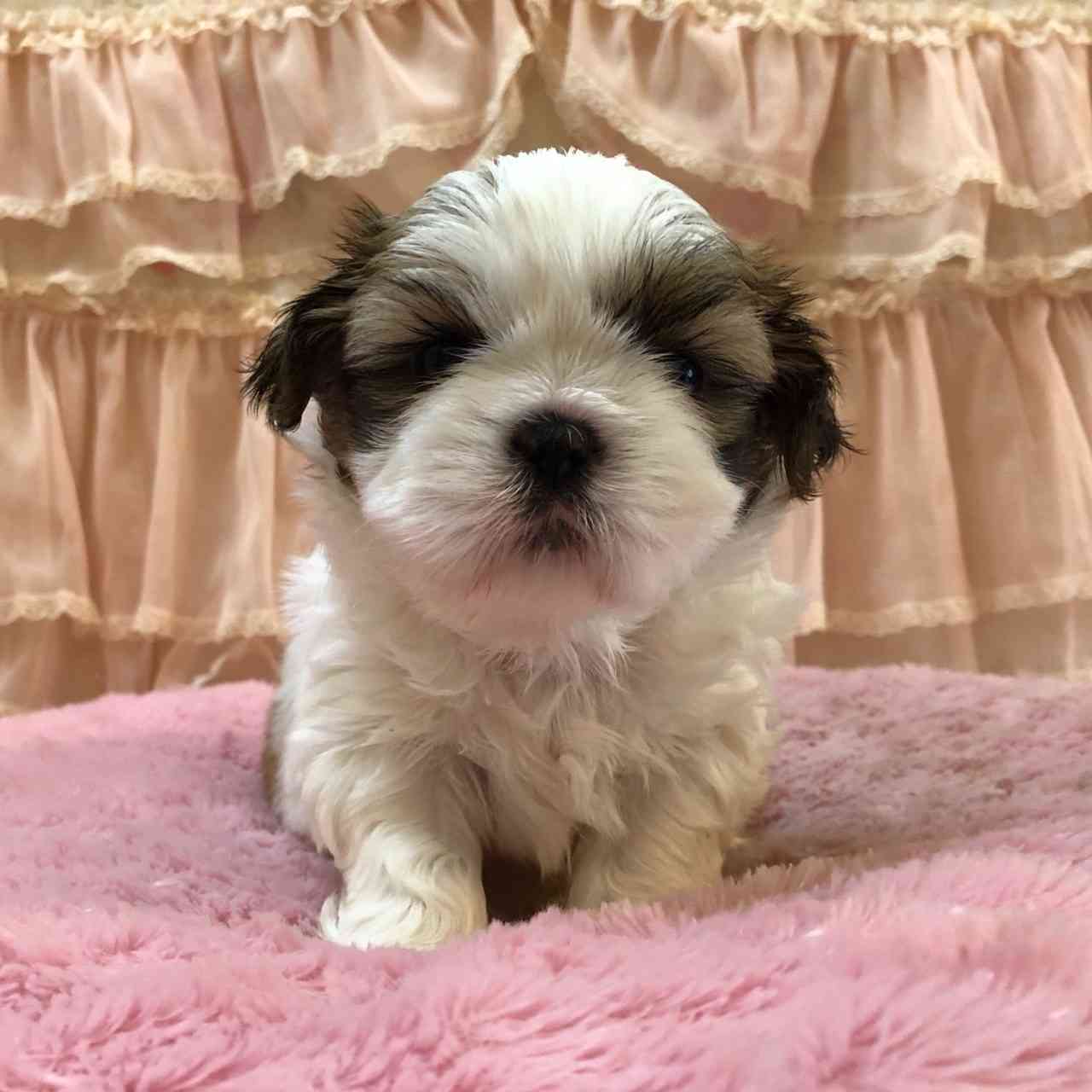 シーズー 4月12日生まれ 長女ちゃん シーズーブリーダー子犬販売 Misterluna