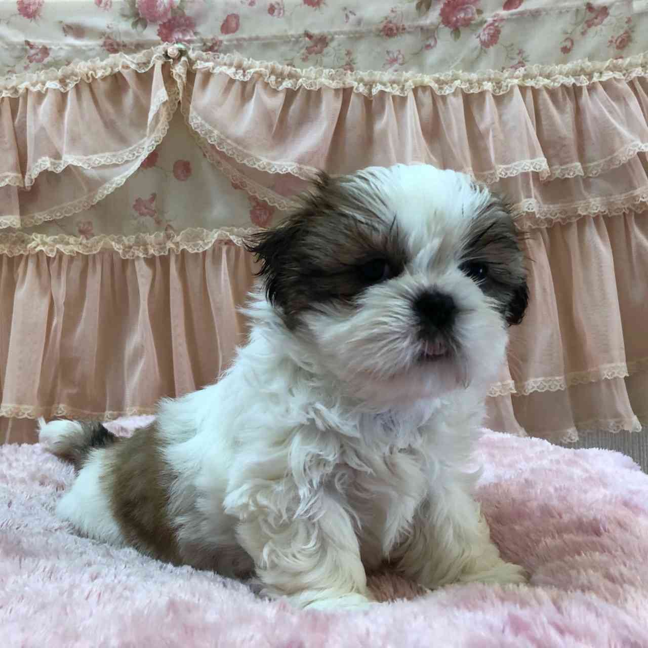 シーズー 4月12日生まれ 長女ちゃん シーズーブリーダー子犬販売 Misterluna