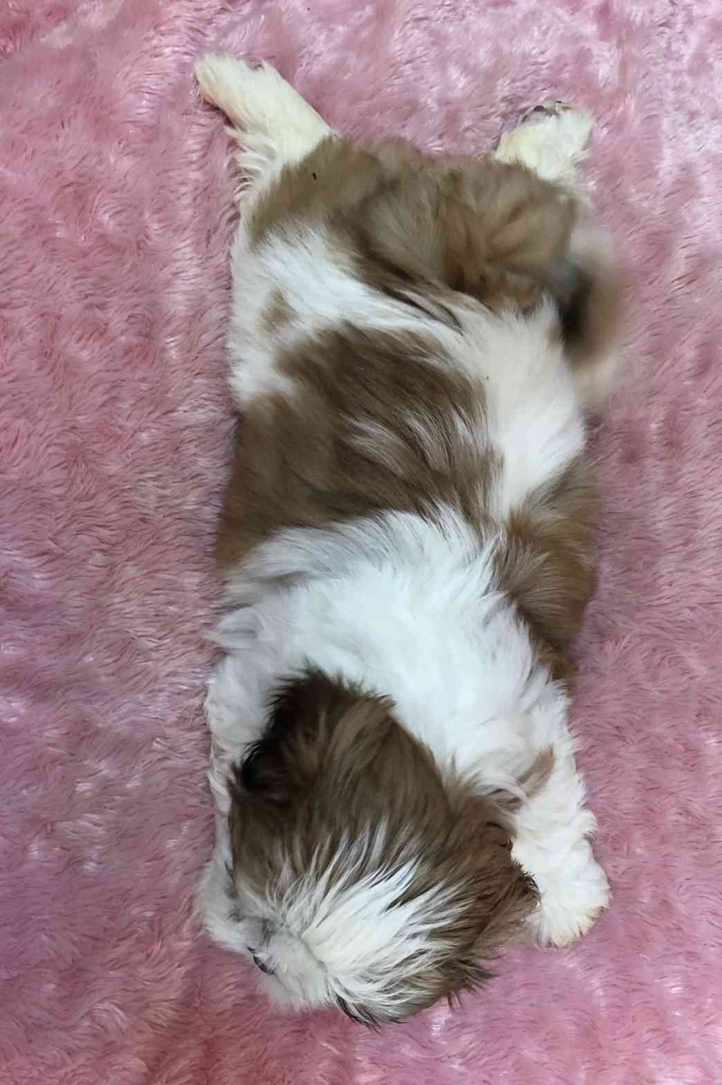 シーズー 4月12日生まれ 長女ちゃん シーズーブリーダー子犬販売 Misterluna