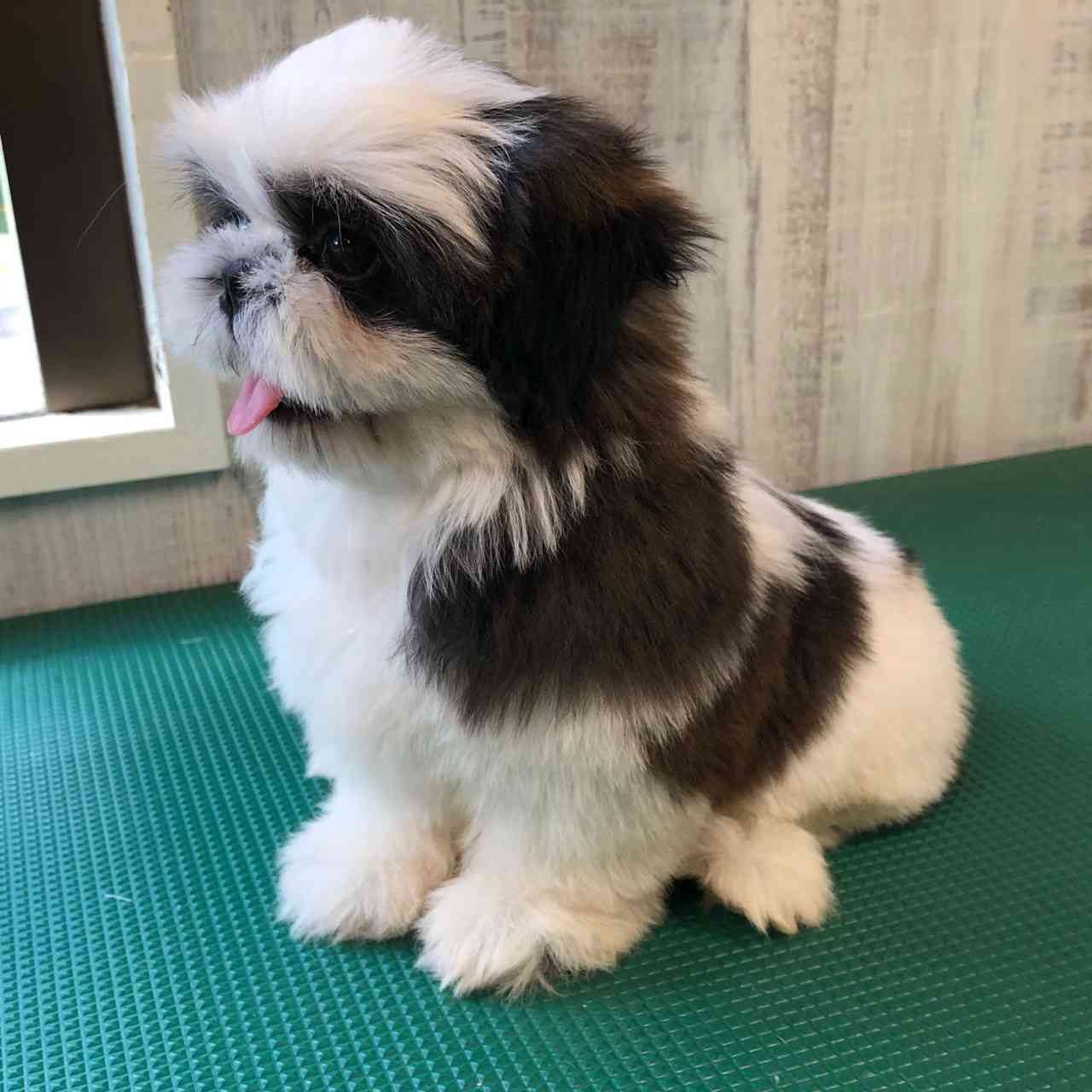 シーズー3月日生まれ長男くん シーズーブリーダー子犬販売 Misterluna