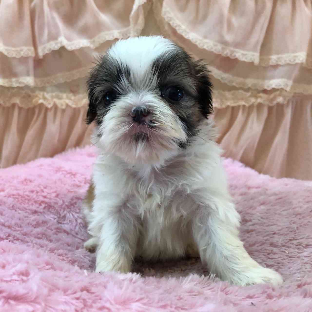 シーズー 7月19日生まれ 三女ちゃん シーズーブリーダー子犬販売 Misterluna シーズー 7月19日生まれ 三女ちゃん シーズーブリーダー子犬販売 Misterluna