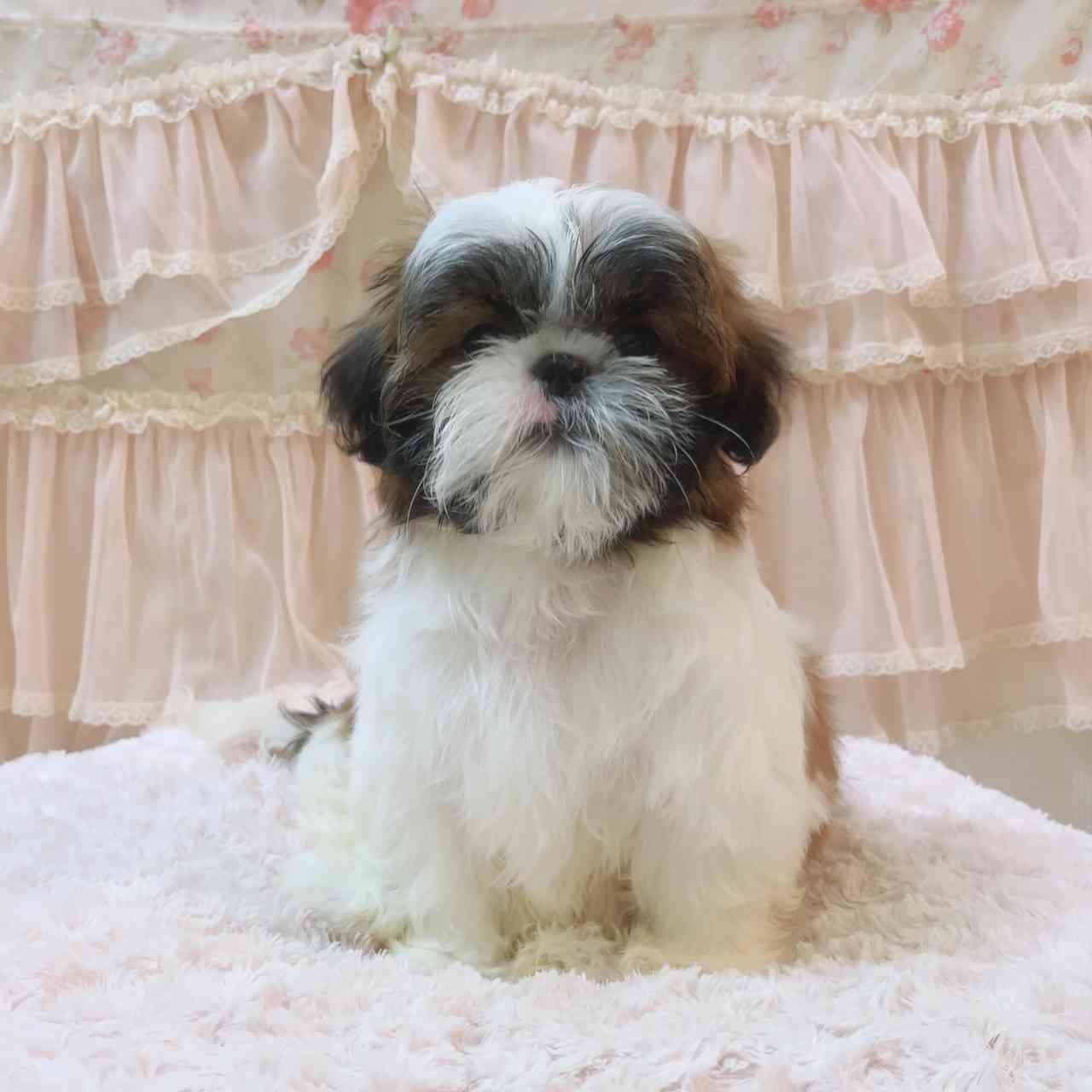 シーズー 3月6日生まれ 次女ちゃん シーズーブリーダー子犬販売 Misterluna