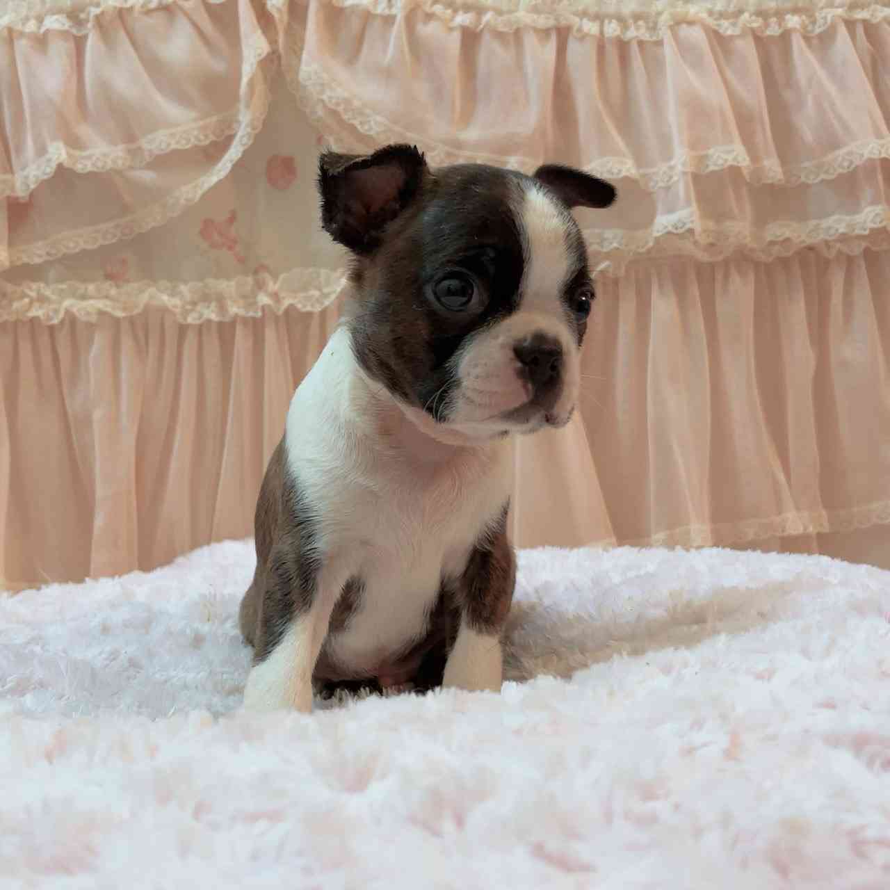 ボストンテリア 5月11日生まれ 三男くん ボストンテリアブリーダー子犬販売 Misterluna