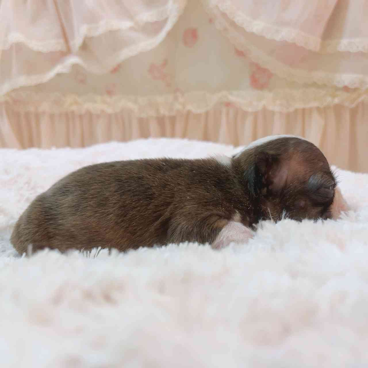 ボストンテリア 5月11日生まれ 長男くん ボストンテリアブリーダー子犬販売 Misterluna