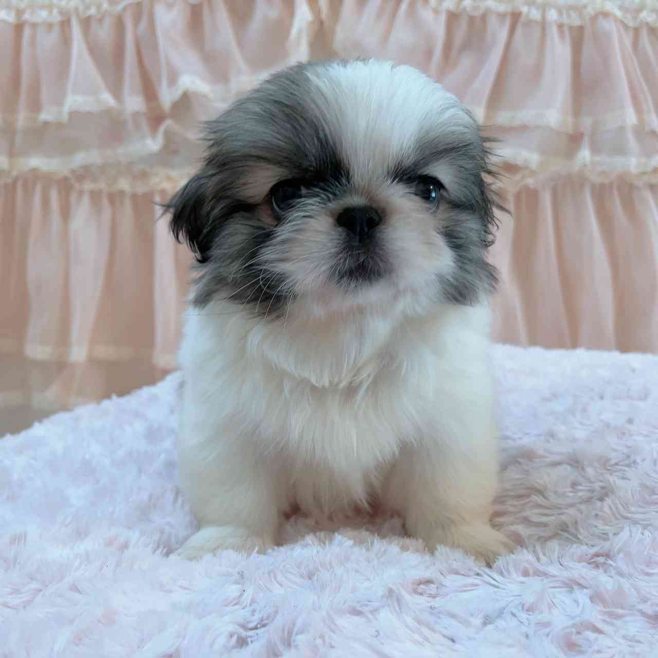 ペキ二ーズ 5月22日生まれ 長女ちゃん ペキニーズ ブリーダー子犬販売 Misterluna